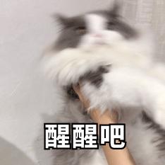 喵星人 萌宠 可爱 猫咪 逗 文字表情包