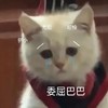 萌宠 猫星人 委屈巴巴 无奈 搞怪 逗