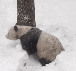 熊猫 国宝 玩雪 可爱
