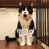 萌宠 猫咪 猫 啊 蒙圈