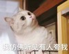 萌宠 喵星人 仿佛听见有人在夸我 是谁在夸我呀 呆萌 可爱