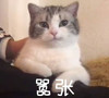 萌宠 猫星人 嚣张 凶巴巴 呆萌 可爱