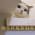 班主任 猫 凝视