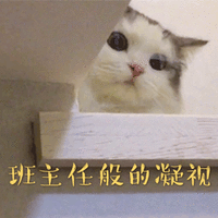 班主任 猫 凝视 搞怪 逗