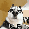 哈士奇 二哈 狗 我是