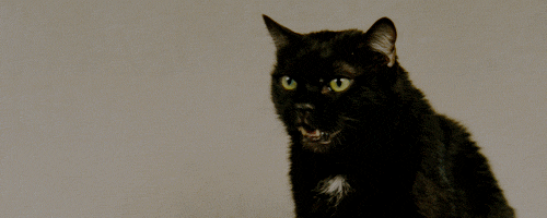 猫咪 黑色 牙齿