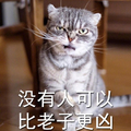 猫咪 可爱 呆萌 斗图 搞笑 没有人可以比老子更凶