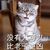 猫咪 可爱 呆萌 斗图 搞笑 没有人可以比老子更凶