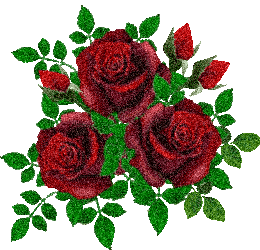 玫瑰 三朵 漂亮 鲜花