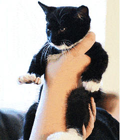猫咪 可爱 萌宠 黑色