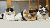 小猫 墨镜 掉落 转头
