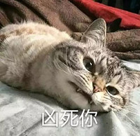 猫咪 凶死你 呲牙 吓唬人