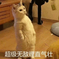 理直气壮 猫 超级 无敌