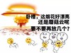 金馆长 原子弹 卧槽这个烟花 好漂亮还是蘑 菇云呢要不要 再放几个