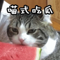 猫 可爱 吃瓜