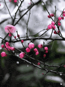 下雨 soogif soogif出品