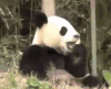 吃 萌宠 可爱 动物 呆萌 搞笑