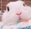 萌宠 猫星人 可爱就是很麻烦 无奈 搞怪 逗