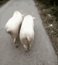 搞笑 小猪 散步 娱乐