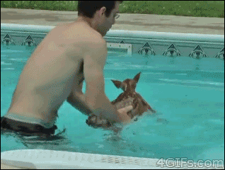 小鹿 挣扎 游泳 冲出去 快跑 懵逼 反了