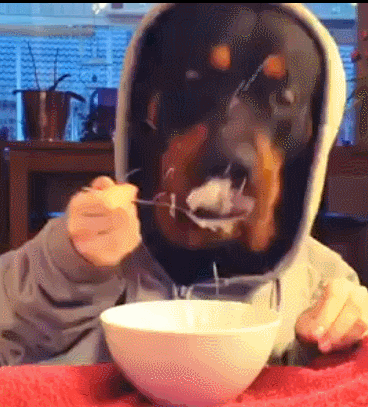 动物 狗狗 吃东西 牛奶