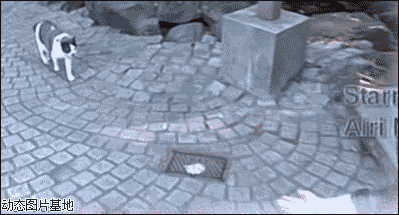 搞笑 主人 动物 猫猫