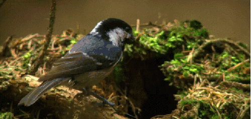 动物 神话的森林 纪录片 进洞 食雀鹰 鸟类