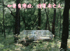 伤感