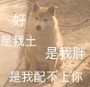萌宠 汪星人 是我土是我胖 是我配不上你 憨憨 委屈
