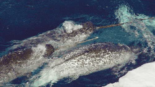 独角鲸 海面 游动 美 可爱 自然 海洋 ocean nature