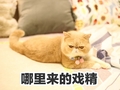 小猫咪 萌宠 注视 哪里来的戏精 讯飞