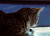 猫咪  可爱  搞笑  可笑