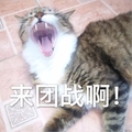 来团战啊 猫咪 哈欠 可爱