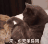 单身狗 来虐死单身狗 喵星人