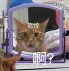 萌宠 猫星人 啊 吃惊 呆萌 可爱