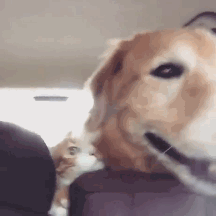 狗狗 猫猫 兜风 汽车