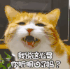 萌宠 猫星人 我说这么多 你听明白了吗 委屈 呆萌 可爱
