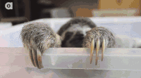 树懒 sloth 凝视