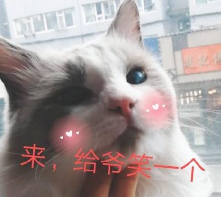 吸猫时间到 搞笑 可爱 萌宠 喵星人
