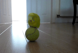 小鸟 玩球 平衡 自己玩的很嗨