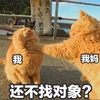 萌宠 猫星人 还不找对象 放假在家我的 呆萌 可爱
