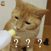 猫 ？？？ 疑问 soogif soogif出品