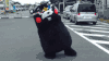 熊本熊