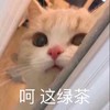 萌宠 猫星人 呵呵 这绿茶 呆萌 可爱