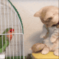 猫咪 鹦鹉 尾巴 可爱