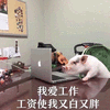 工作 工资 猪 搞怪 逗