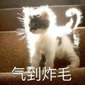 气到炸毛 猫咪 眼神 好凶