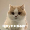 萌宠 喵星人 给你个台阶下 看着你 呆萌 搞怪