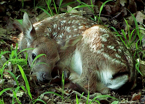 小鹿 可爱 趴地上 野草