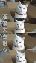 渐渐失去耐心 猫咪 白毛 铃铛